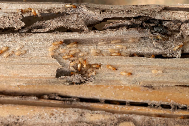 Best Pest Control Near Me in Shields, MI